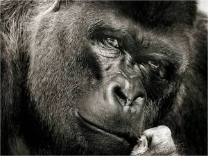 Guerilla not Gorilla Gorilla gazing