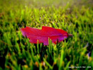 Grass and Leaf The Grass is Always Greener