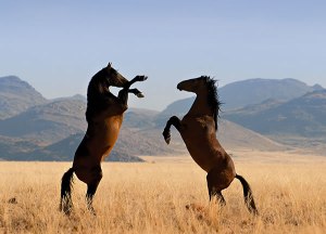 Wild Horse Fight